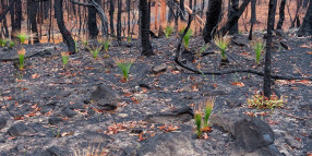 Bushfire Recovery Remains a Priority (25 April 2020)