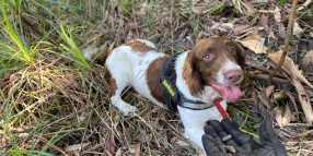 Platypus Quest and Dog Detectives Among Environmental Levy-Funded Projects