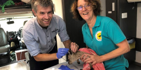 Local wildlife carers get boost from Sydney Wildlife’s Mobile Care Unit