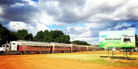 Cattle prices slip at big Blackall yarding under p...