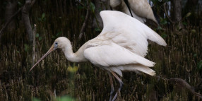 Mason Park Free Wetland Tour