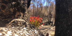 Local government sector comes together to support bushfire survivors