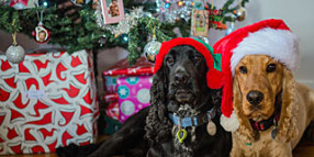 Council encourages responsible pet care at Christmas