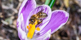 Spring is here: Prepare for pollen season