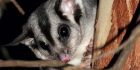 Squirrel glider data a positive sign