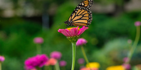 Spring is here: Prepare for pollen season