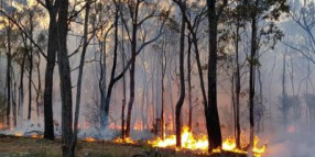 Councils work together to help residents with their bushfire waste