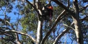 Nest Boxes installed in Council Parks and Reserves