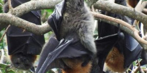 Council seeks feedback on managing impact of Picton’s camp of threatened Grey headed Flying Foxes