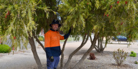 Council updates Tree Management Policy