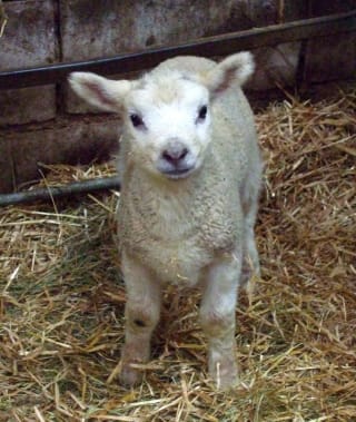 Five ways to follow up a lambing visit