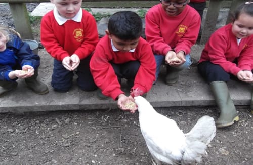 Mount Pleasant School Farm: A Living Classroom Near Birmingham