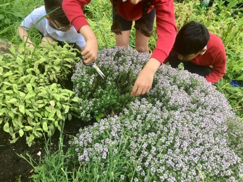 GROW YOUR OWN PLAYGROUND