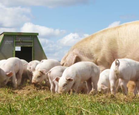 Meat From Farm to Fork