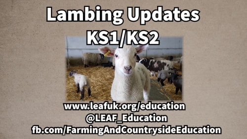 LEAF Lambing Updates 2021 (KS1/KS2 Version)
