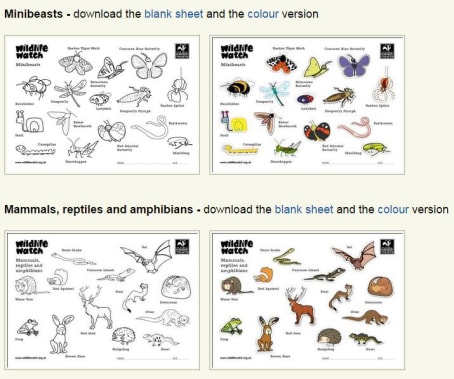 Wildlife colouring sheets