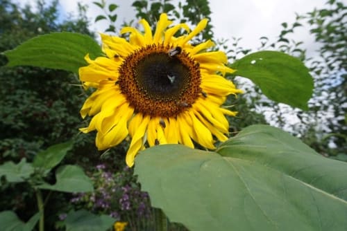 Let Nature Feed Your Senses: How to grow a sunflower