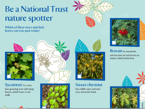 Nature spotter sheet - trees