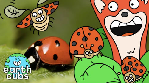 Lovely Ladybugs Episode