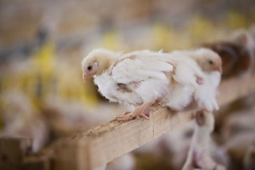 Designing a chicken welfare experiment