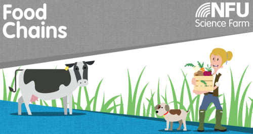 Farm Food Chains