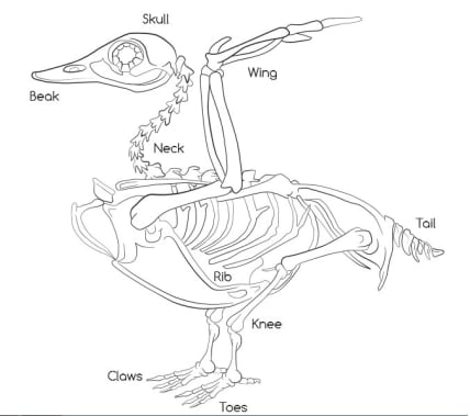 All About Water Birds