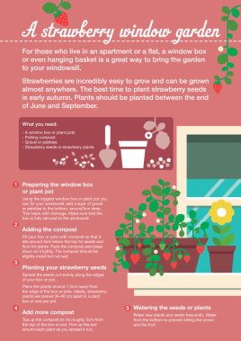 Grow strawberries in a window garden