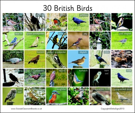 30 British Birds - Photographic – 3112