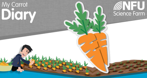 My Carrot Diary - A guide to growing carrots in the classroom
