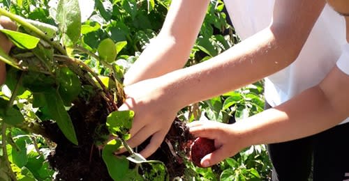 One Seed Forward  - A Community Growing Initiative