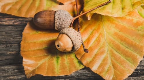 Acorns - Maths Activity