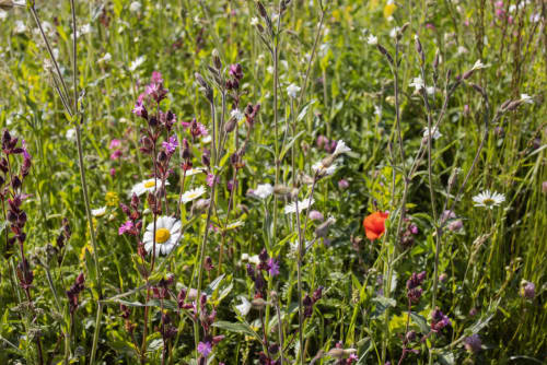 Global Climate change - Biodiversity for Primary