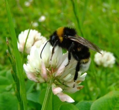 Could a future without Pesticides be possible