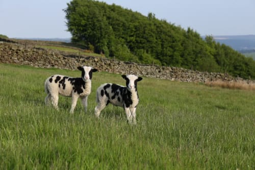 Gwyddoniaeth Defaid llyfryn ar gyfer athrawon cynradd