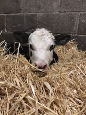 The Dairy Quiz