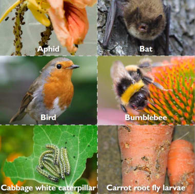 Gardening Games