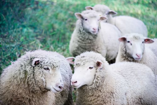 Sheep Milk Production at Shellswood Dairy