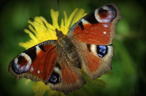 Global Climate change - Biodiversity for Secondary