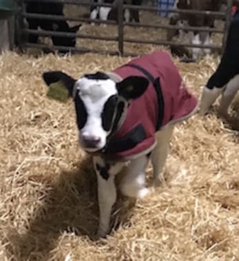 Dairy Discussion Starters