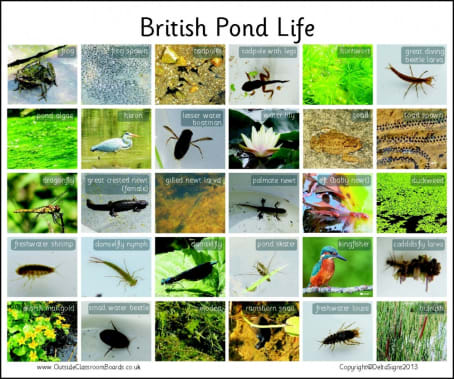 British Pondlife - Photographic – 3114