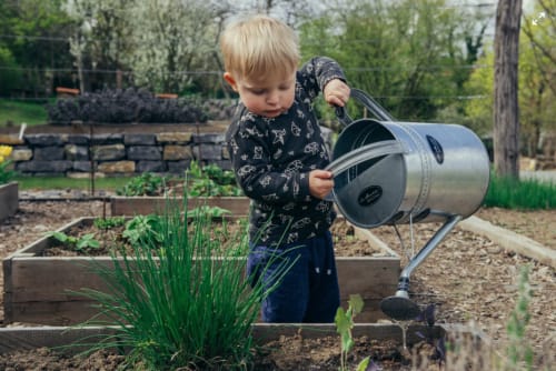 SETTING UP A SCHOOL GARDEN