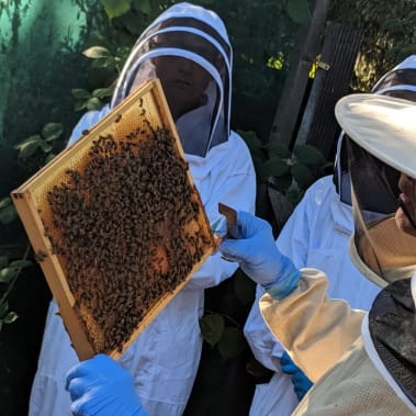 PROGRAMME: Honey bees in schools
