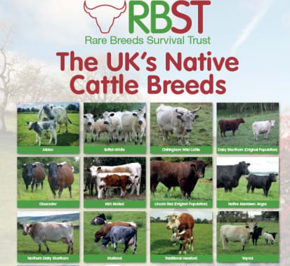 Rare Native Cattle Breed Poster