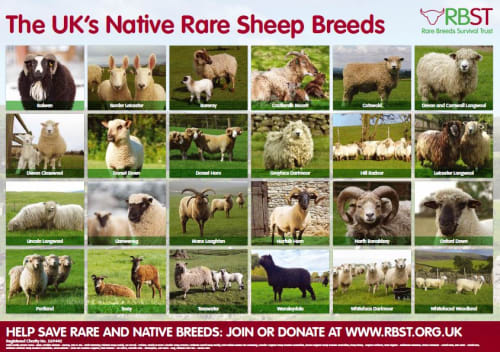 Rare Native Sheep Breed Poster