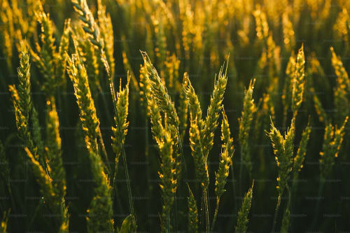 Biodiversity at Hatherden House Farm