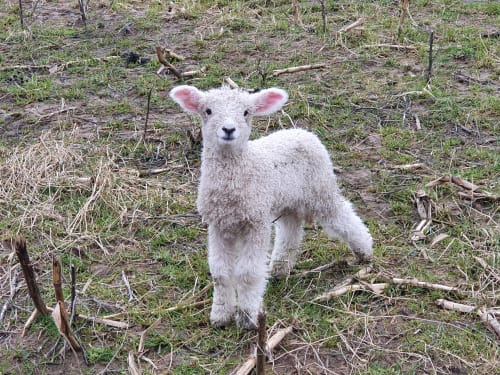 Adventures with rare breeds