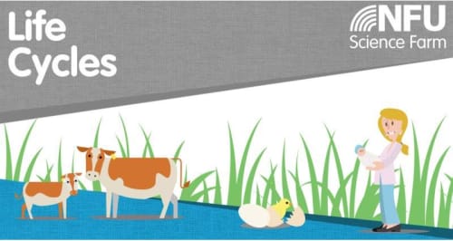 Life Cycles on the Farm