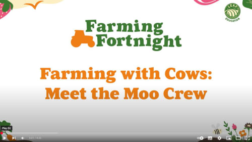 Farming Fortnight - Farming with cows: meet the moo crew!