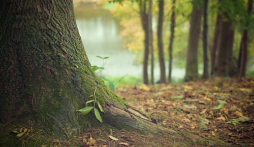 Short Cut - Maths Activity