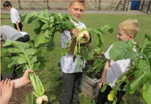 Harvesting and Cooking